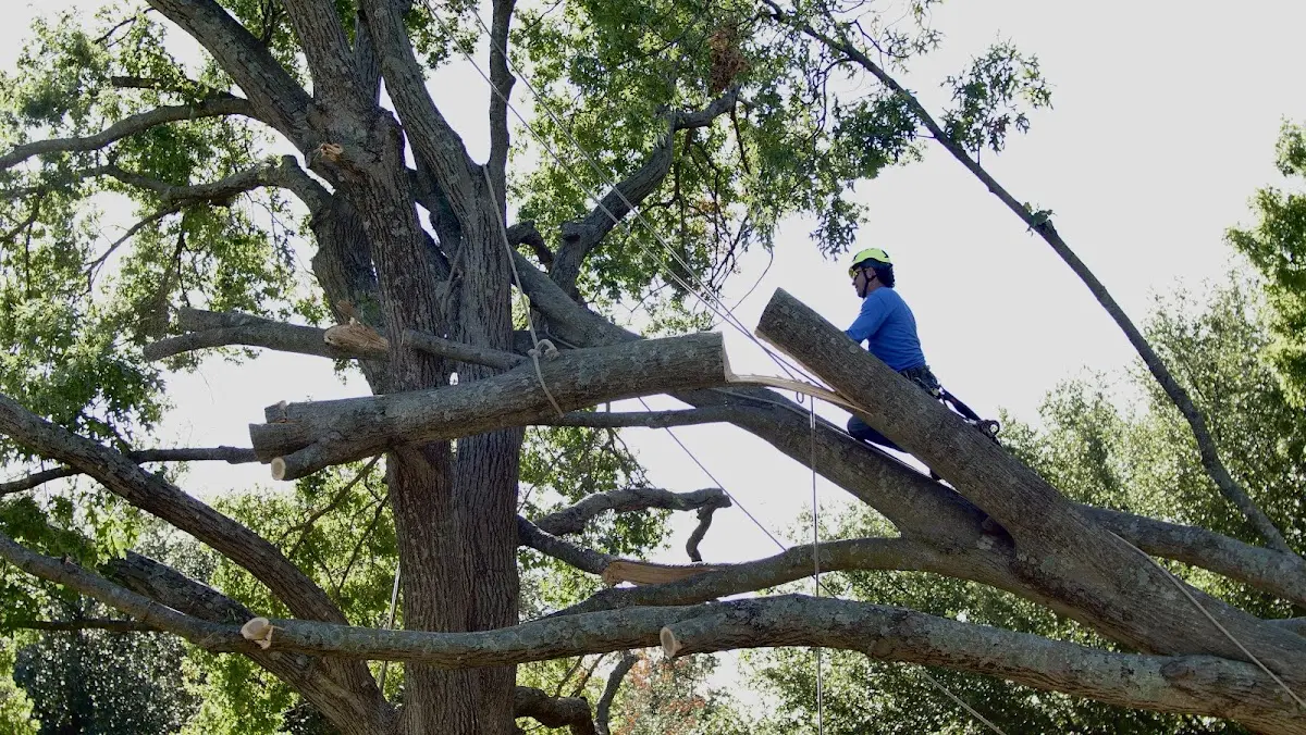 Professional Crown Thinning performed by certified arborists in Coleraine