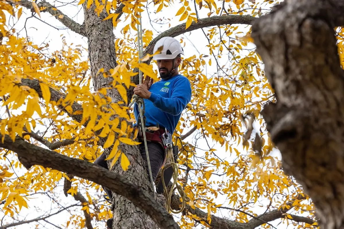Skilled Tree Trimming crew working in Coleraine