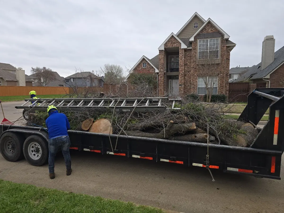 Expert Deadwooding with proper safety equipment in Coleraine